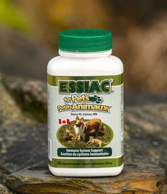 Essiac Tea for Dogs
